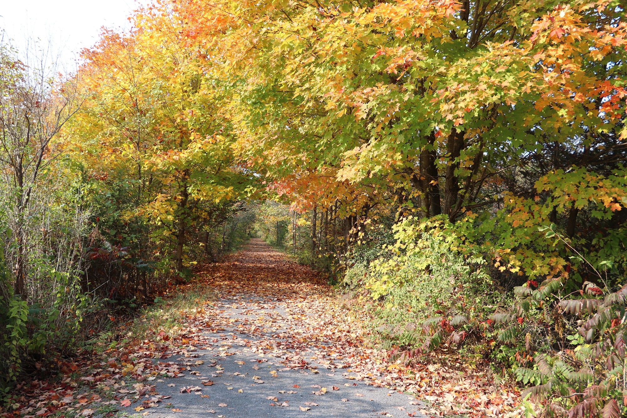 5aaa. Trail with Leaves.jpg