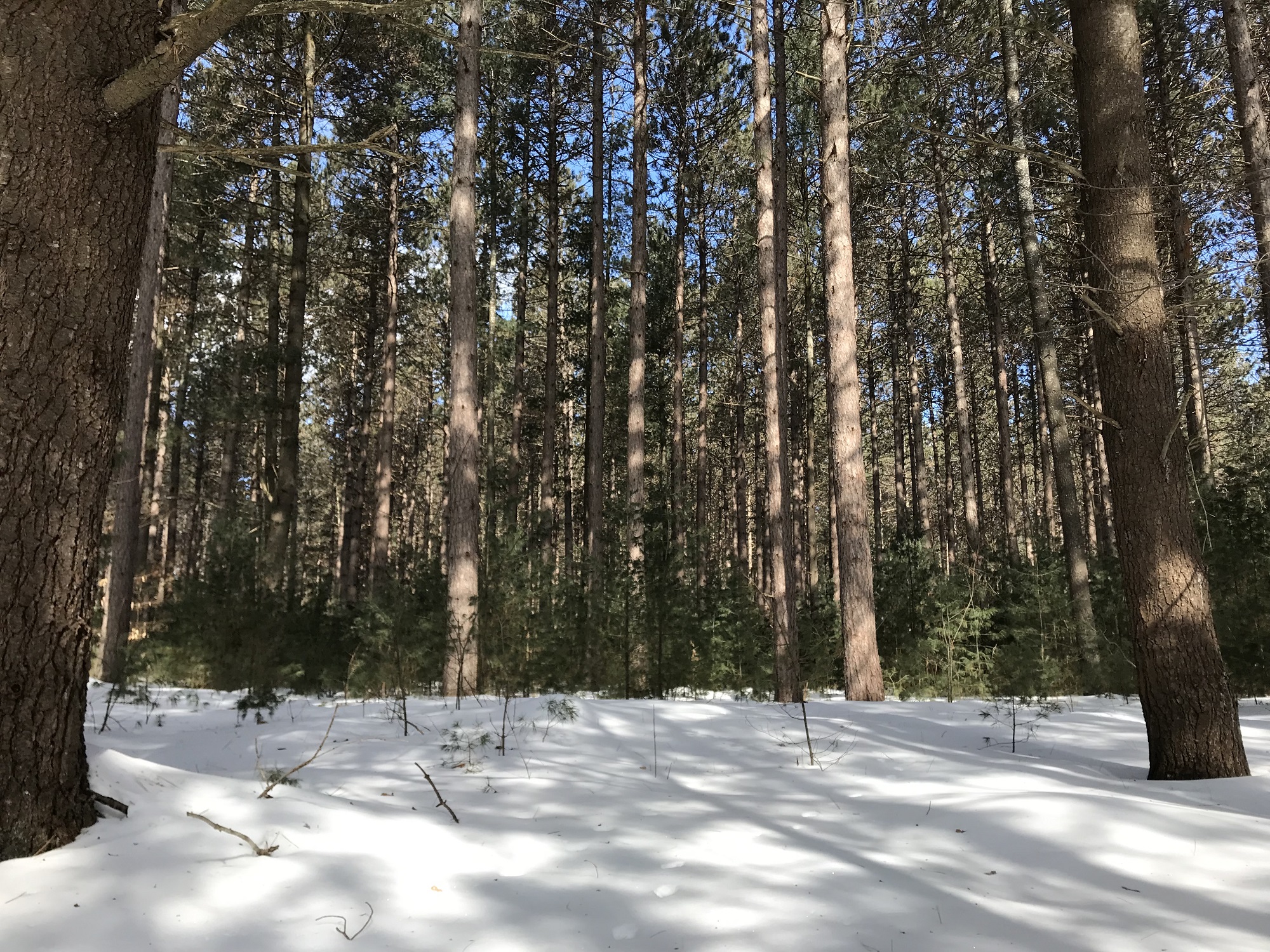 County Forest Winter 4.JPG