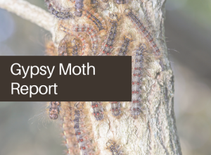 Gypsy Moth Report
